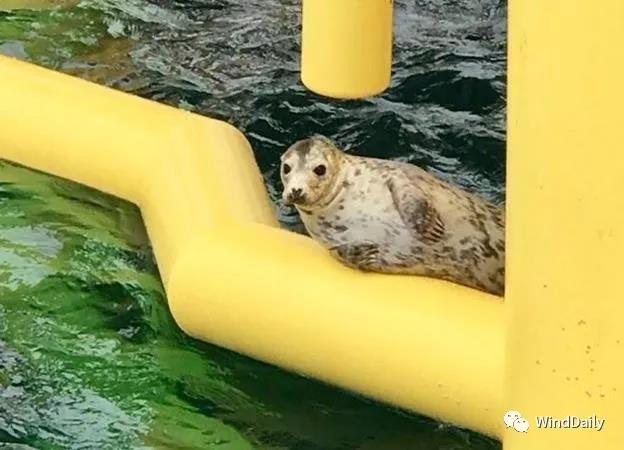 海上風(fēng)電破壞海洋生態(tài)？海豹：想多了！